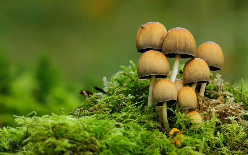 Cluster of Mushrooms — Green