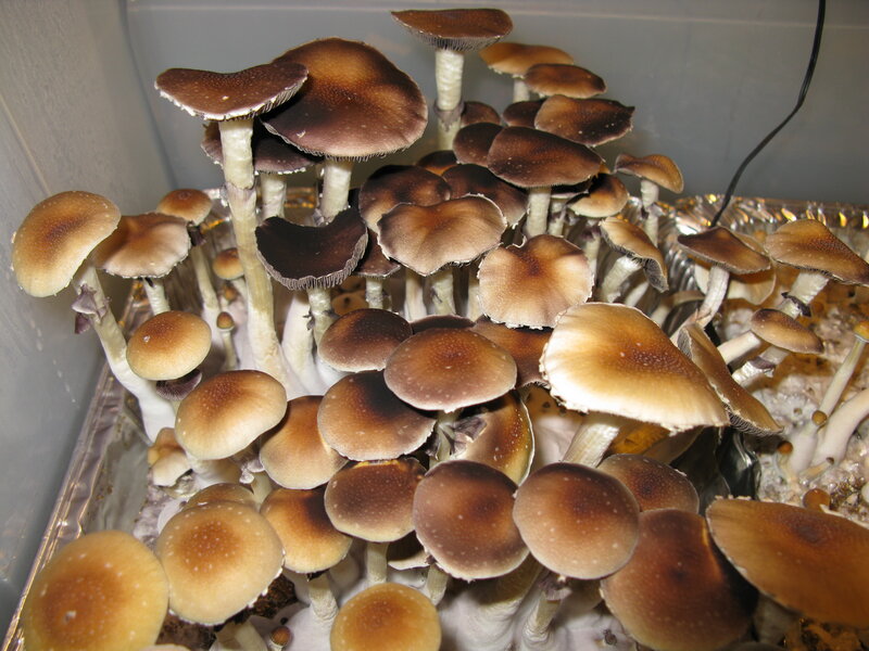 cluster of mushrooms growing