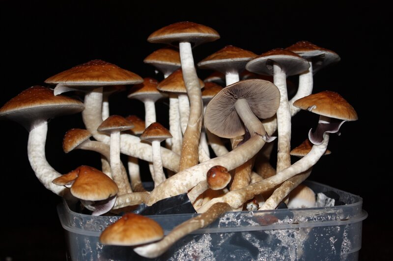 cluster of mushrooms in container