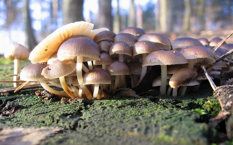 cluster of mushrooms in forest