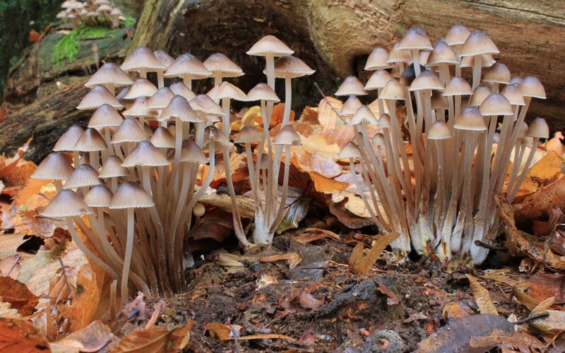 cluster of mushrooms in forest