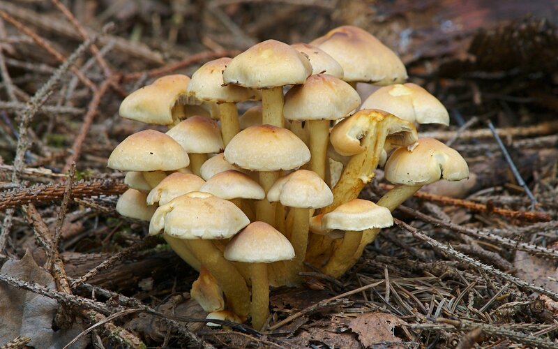 cluster of mushrooms in forest
