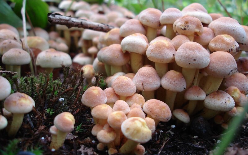 cluster of mushrooms in forest