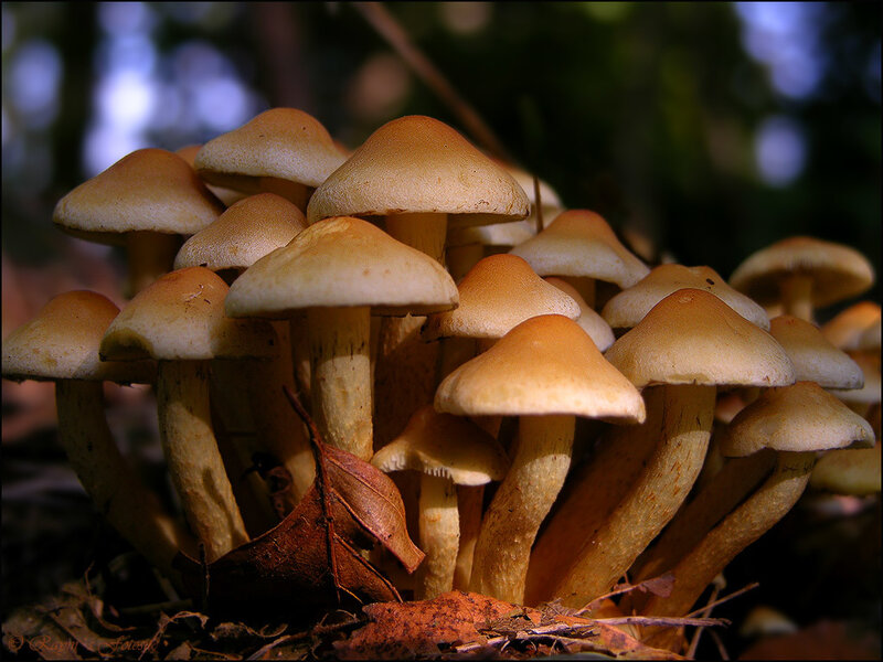 cluster of mushrooms in forest