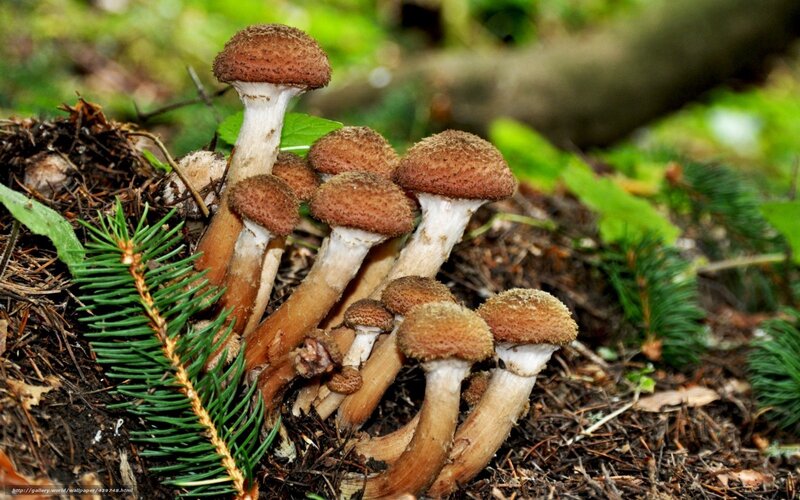 cluster of mushrooms in forest