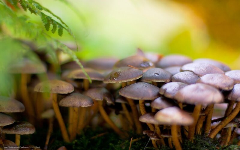 cluster of mushrooms in forest
