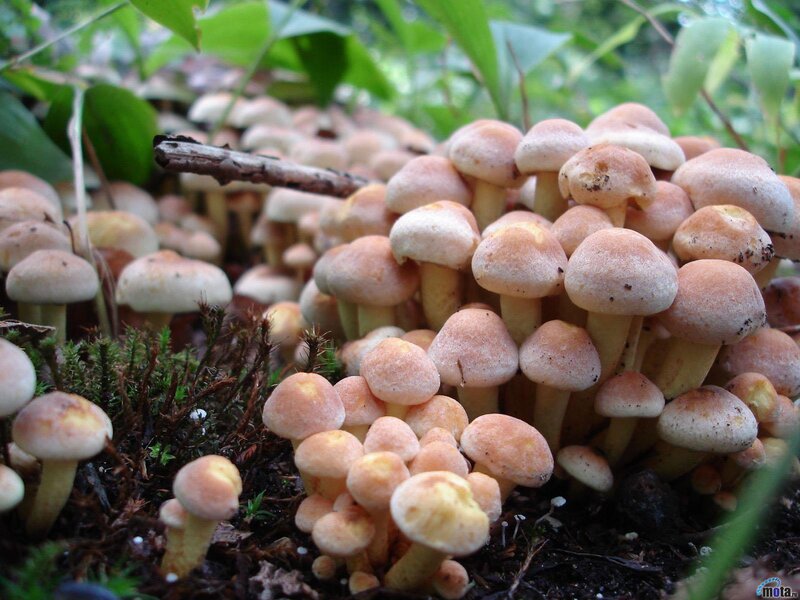 cluster of mushrooms in forest