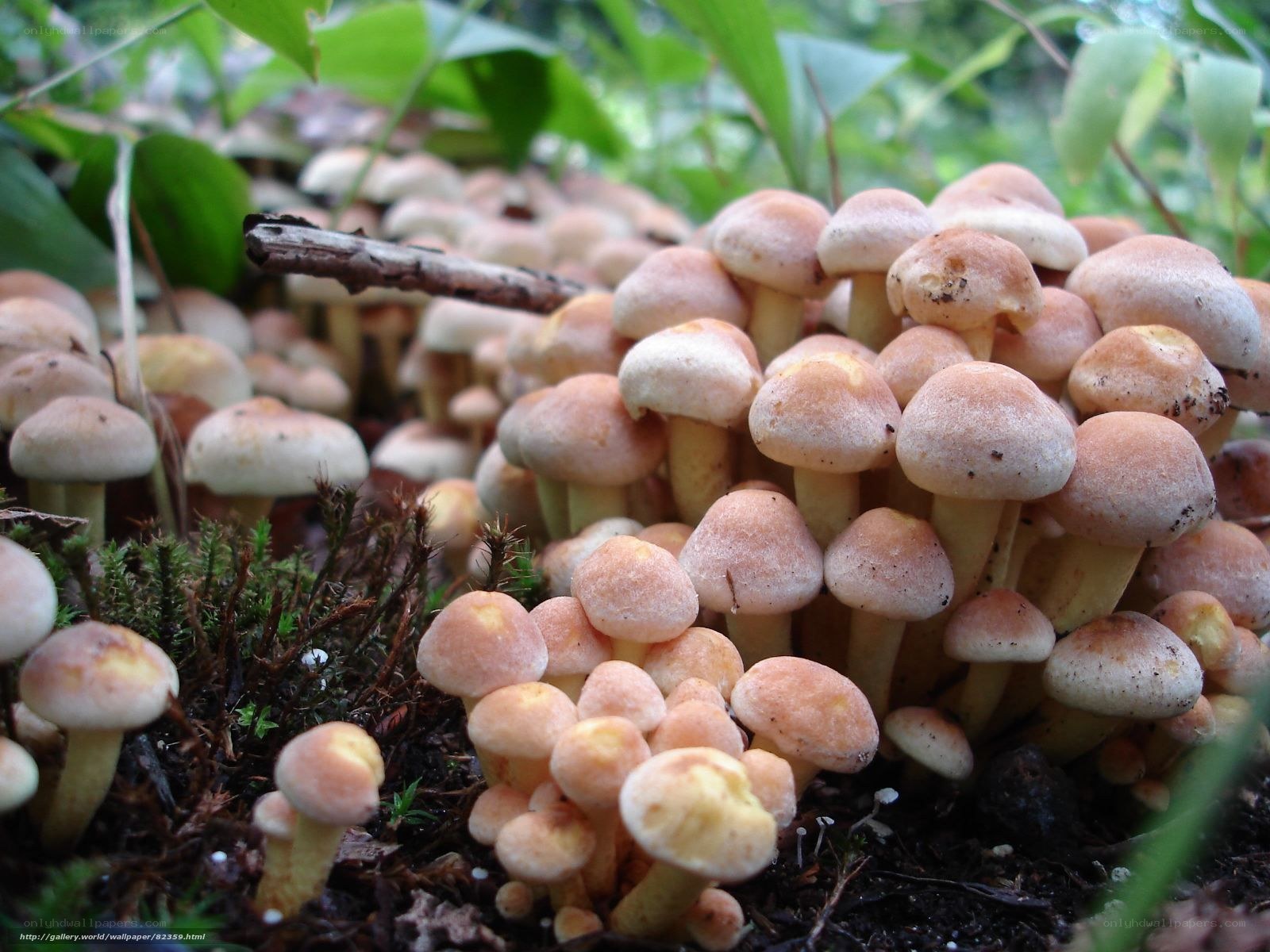 cluster of mushrooms in forest