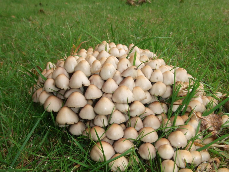 cluster of mushrooms in grass
