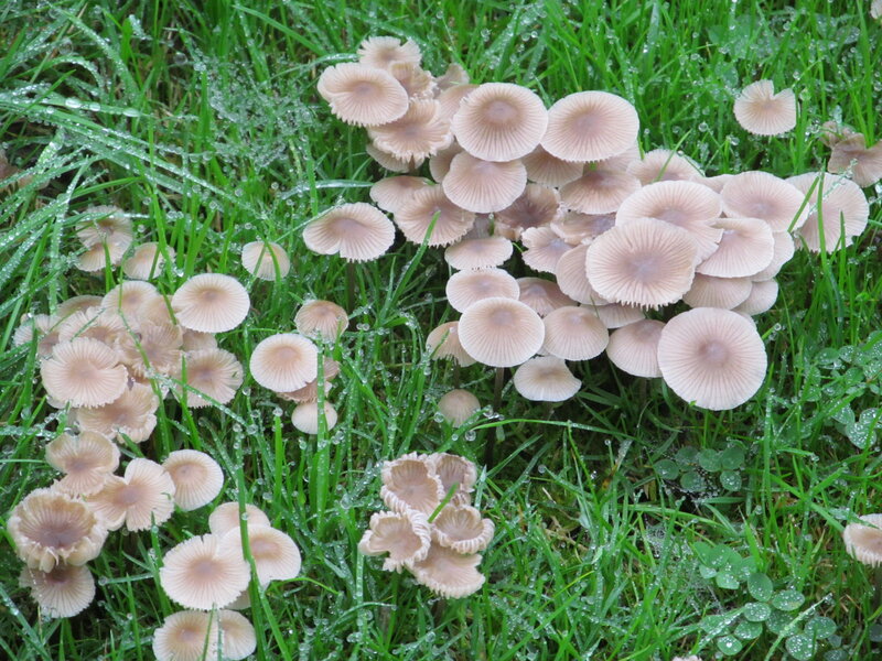 Cluster of Mushrooms in Grass — Green