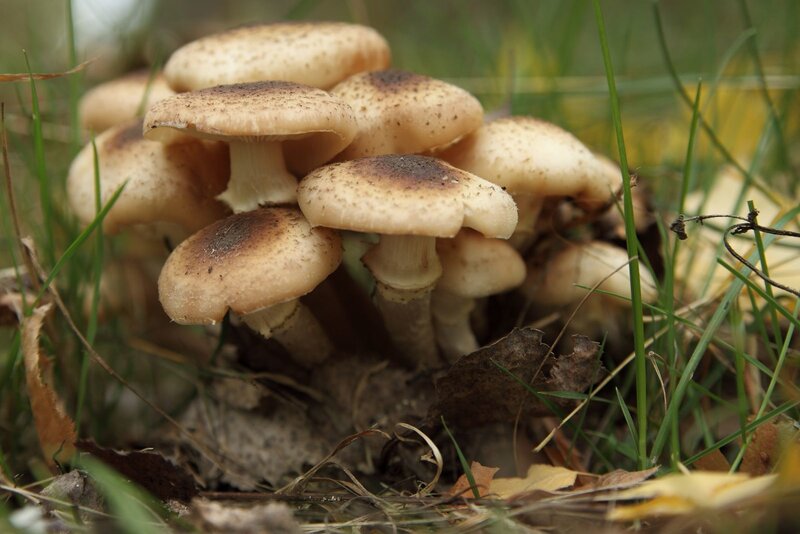 cluster of mushrooms in grass