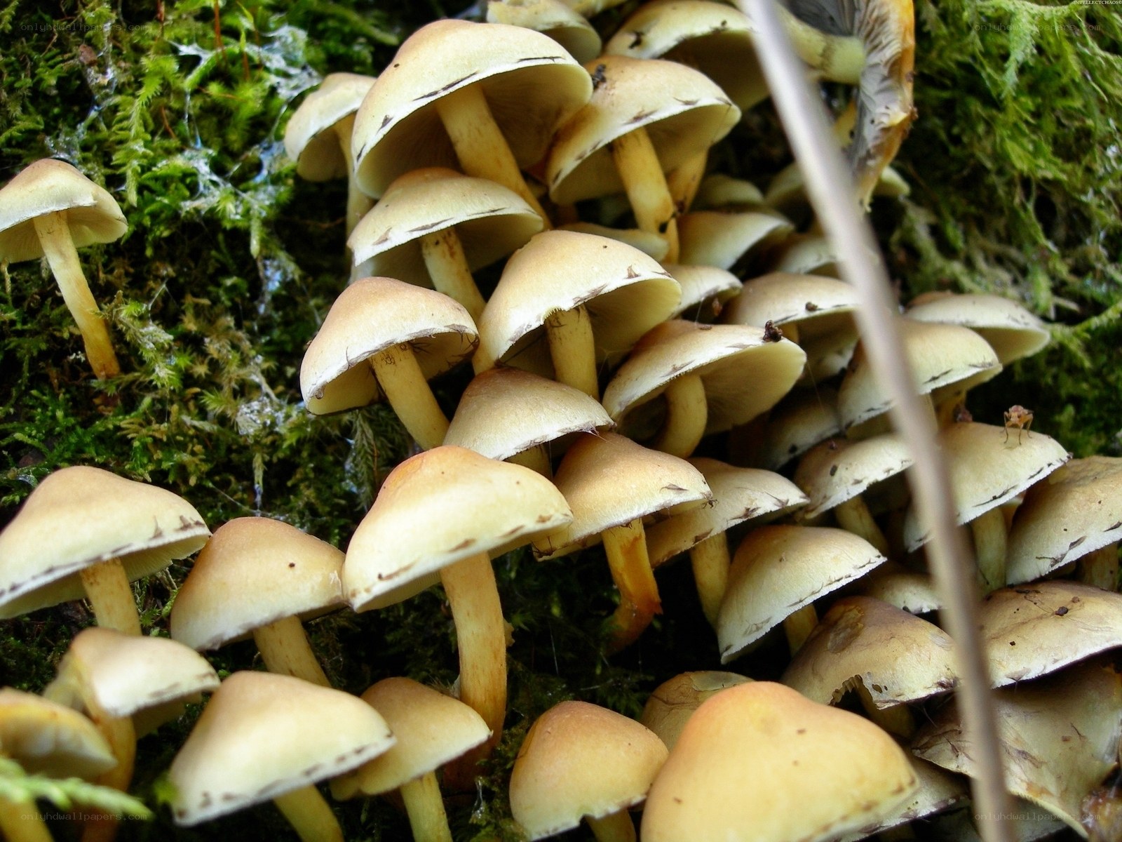 cluster of mushrooms in moss