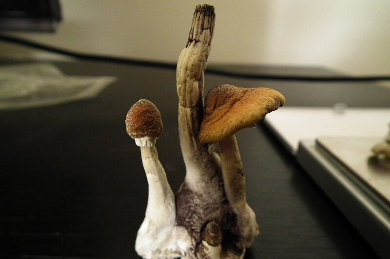 cluster of mushrooms on a table