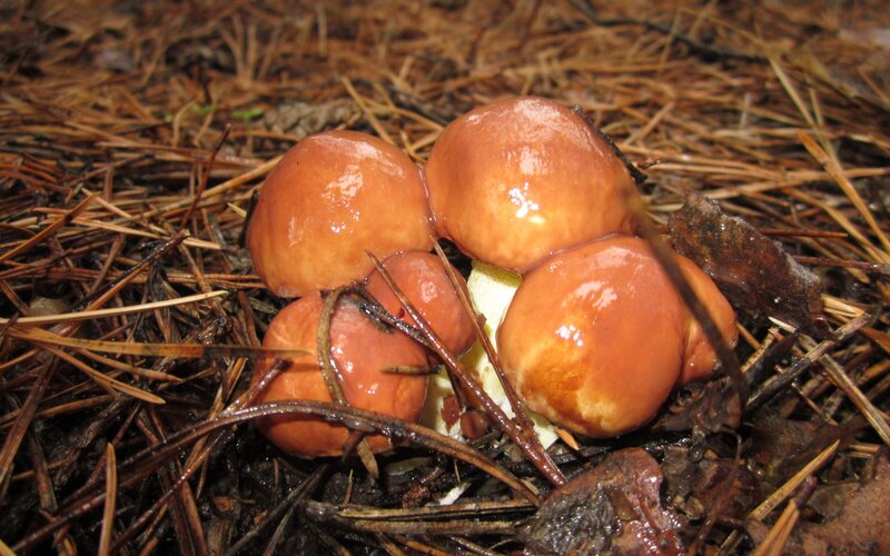 cluster of mushrooms on forest floor