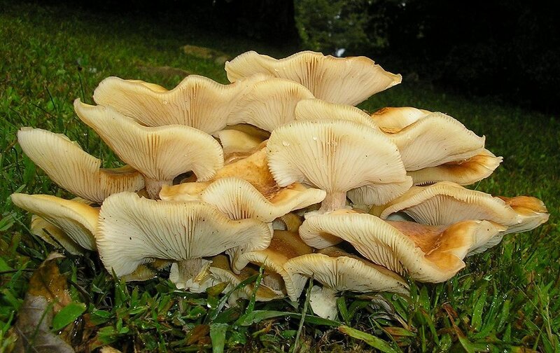 cluster of mushrooms on grass