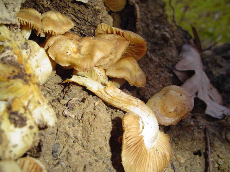 cluster of mushrooms on log