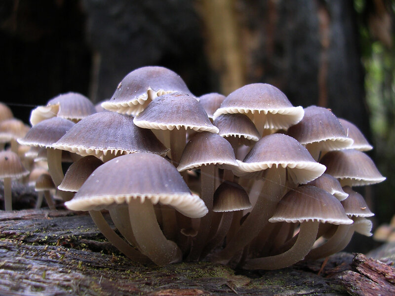 cluster of mushrooms on log