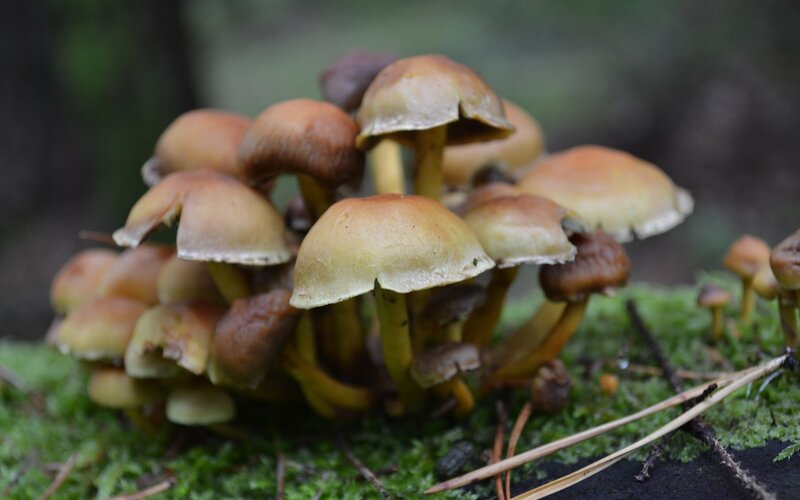cluster of mushrooms on moss
