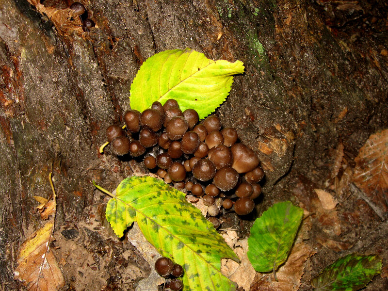 Cluster of Mushrooms on Tree — Brown