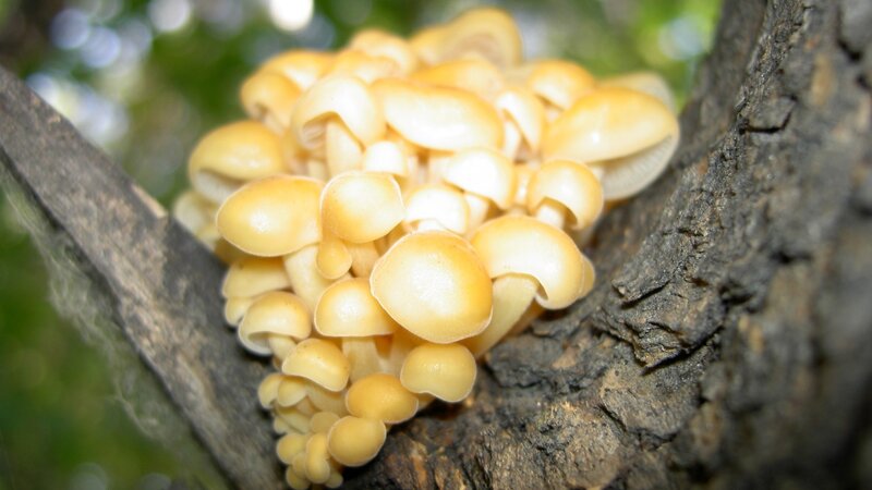 cluster of mushrooms on tree