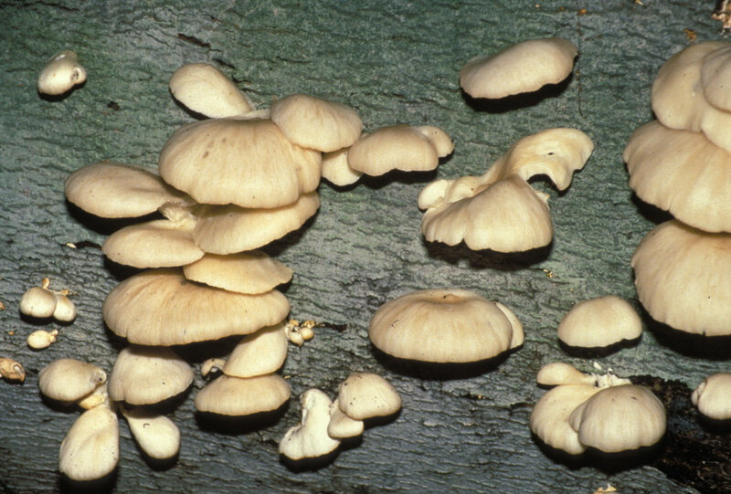 cluster of mushrooms on wood