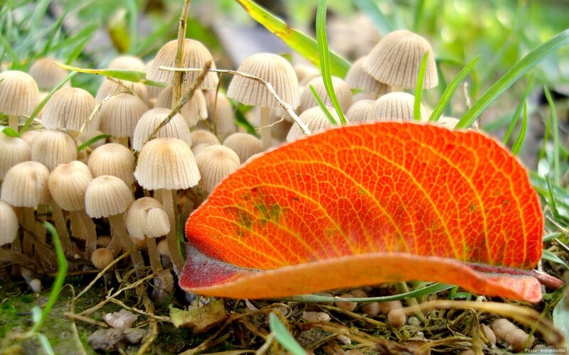 Cluster of Mushrooms — Orange