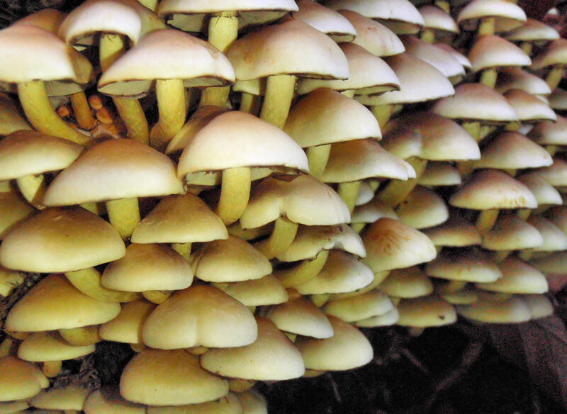 cluster of mushrooms