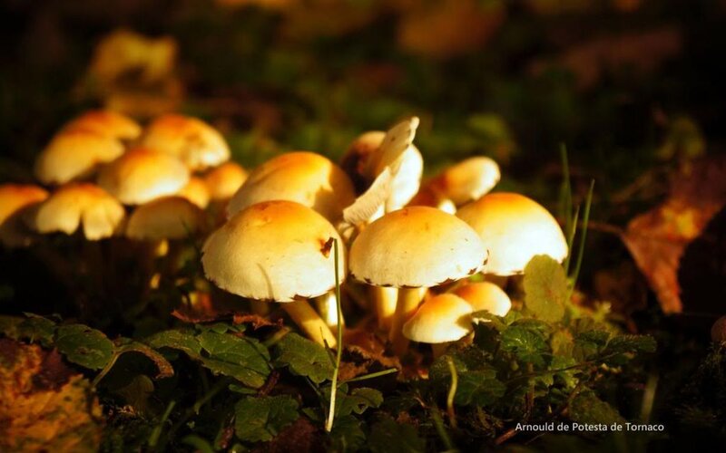 Cluster of Mushrooms — Yellow