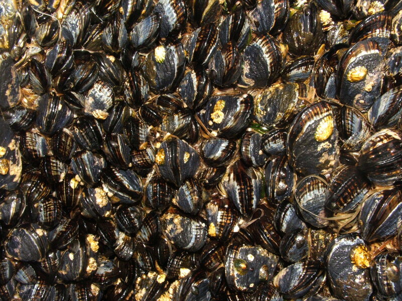 cluster of mussels on shore