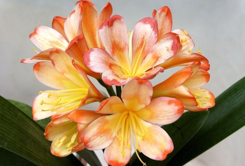 cluster of orange and white flowers