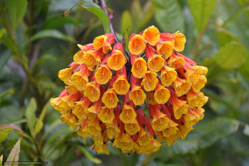 cluster of orange and yellow flowers