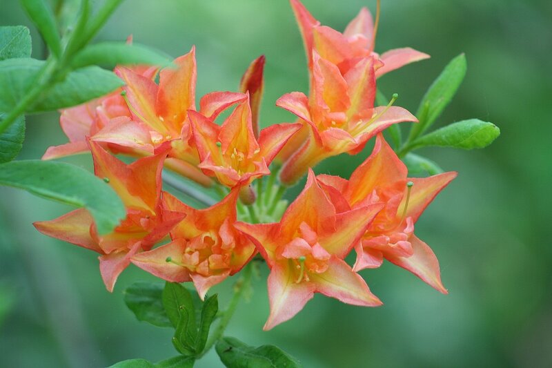 cluster of orange azalea flowers