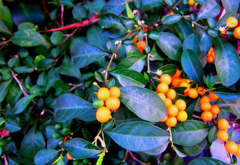 Cluster of Orange Berries — Green