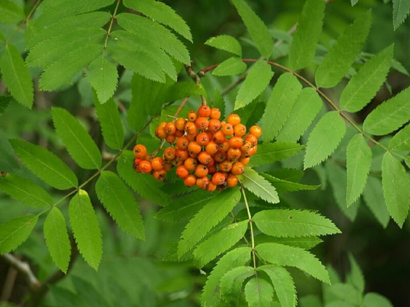 Cluster of Orange Berries — Natural