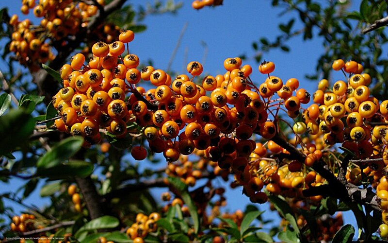 Cluster of orange berries on a branch