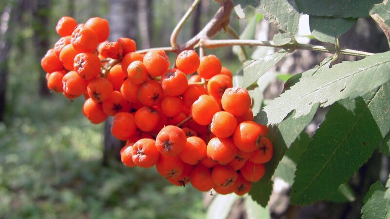 cluster of orange berries on a branch