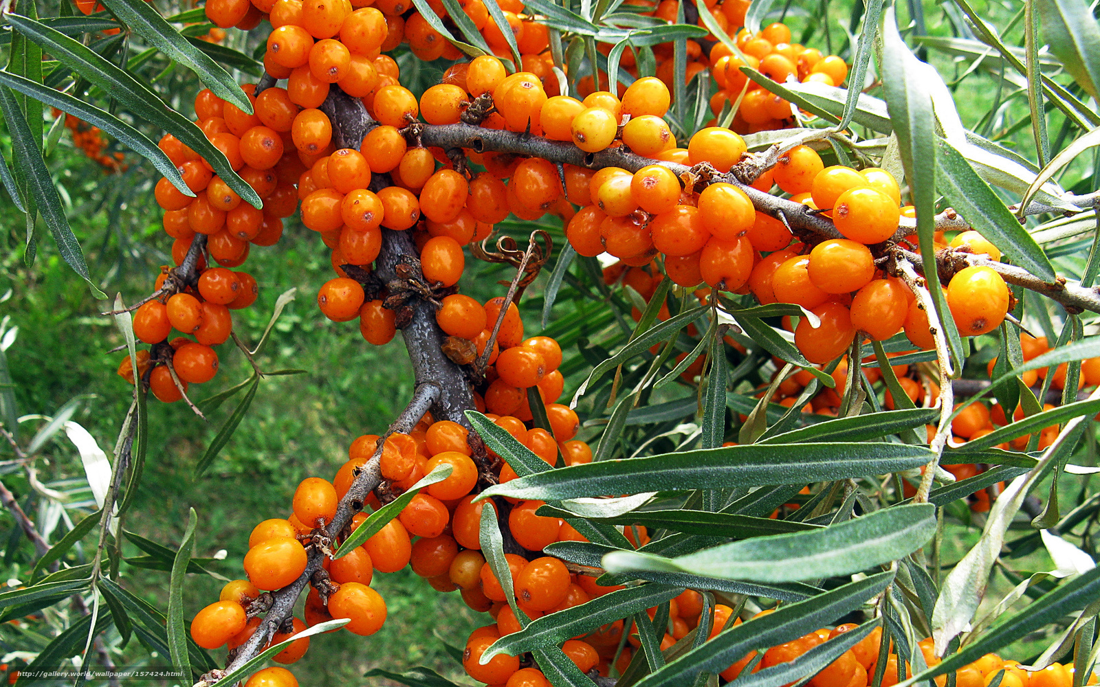 cluster of orange berries on a branch