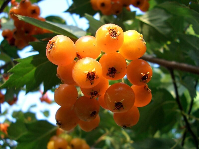 cluster of orange berries on a tree