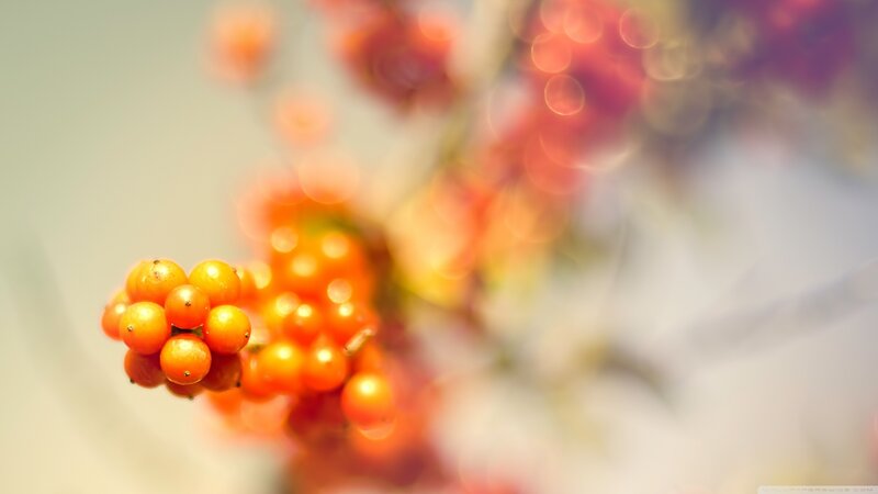 Cluster of Orange Berries — Serene, Autumn