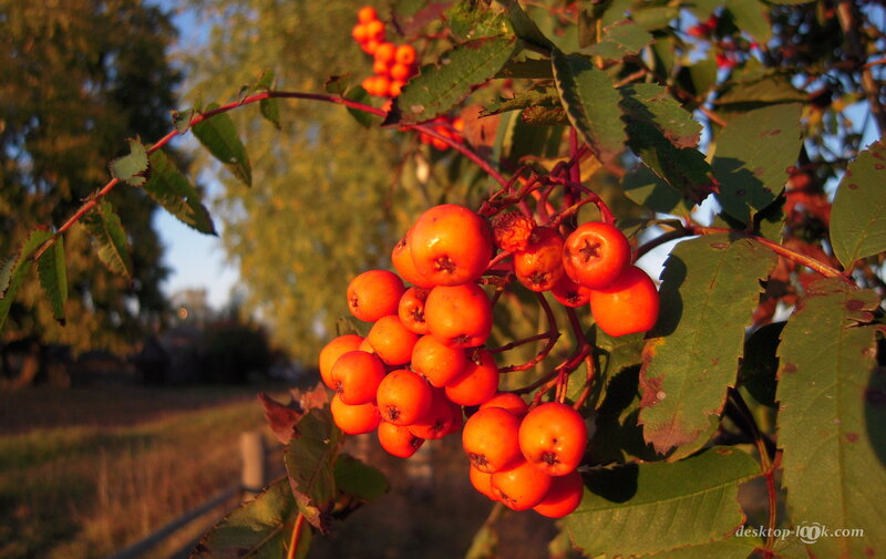 Cluster of Orange Berries — Serene
