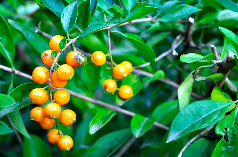 Cluster of Orange Berries