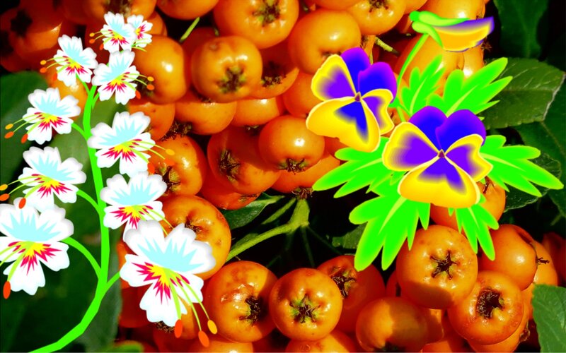 Cluster of Orange Berries — Vibrant