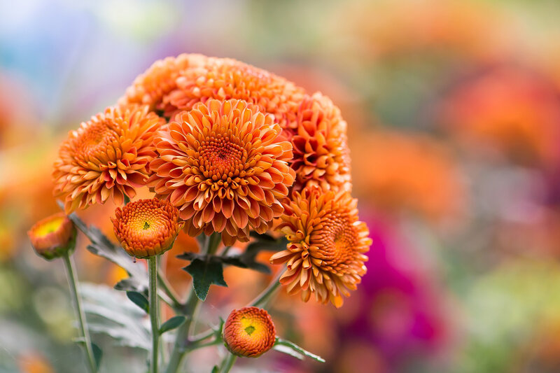 Cluster of Orange Chrysanthemums