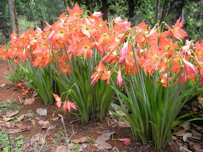 cluster of orange flowers