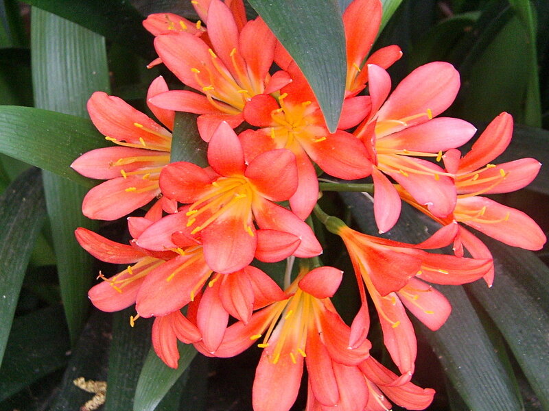 cluster of orange flowers