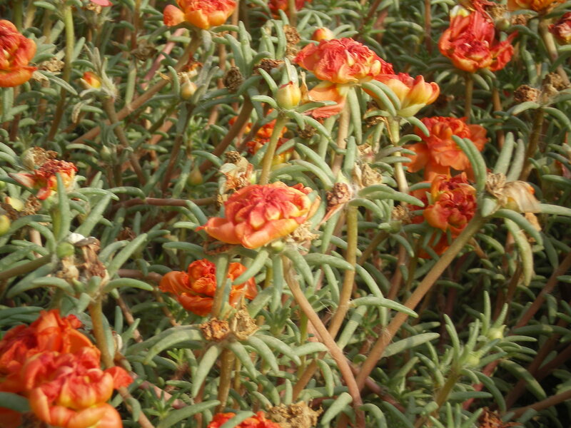 cluster of orange flowers