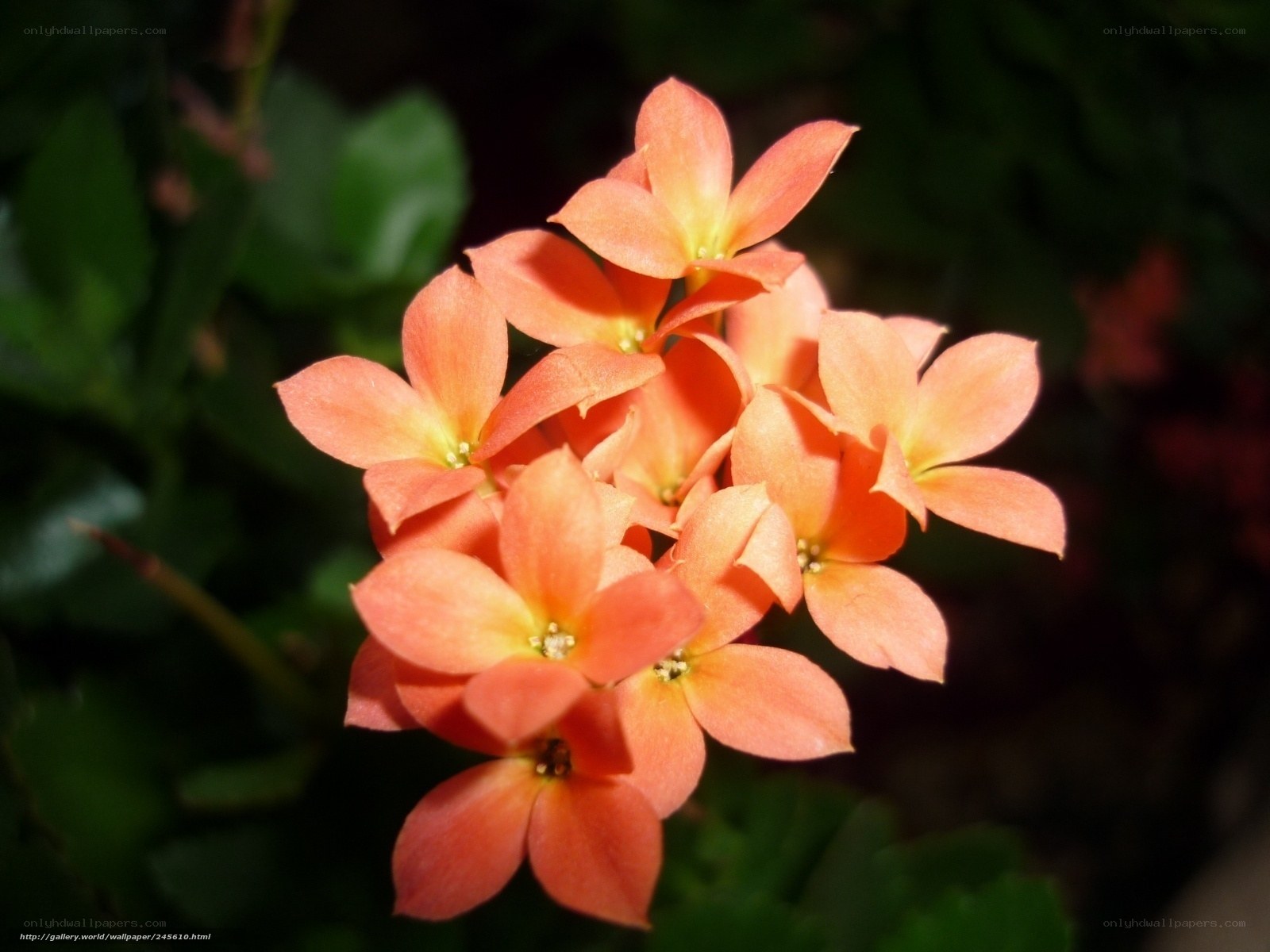 cluster of orange flowers