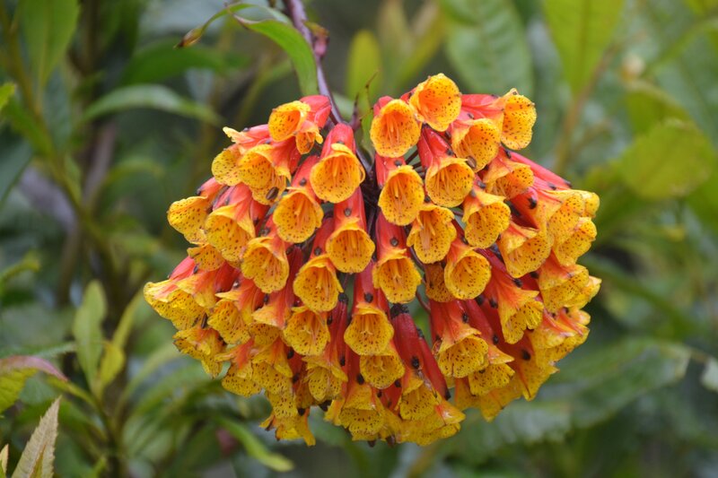 cluster of orange flowers