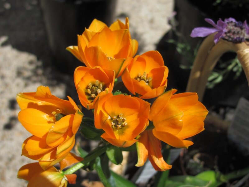 cluster of orange flowers