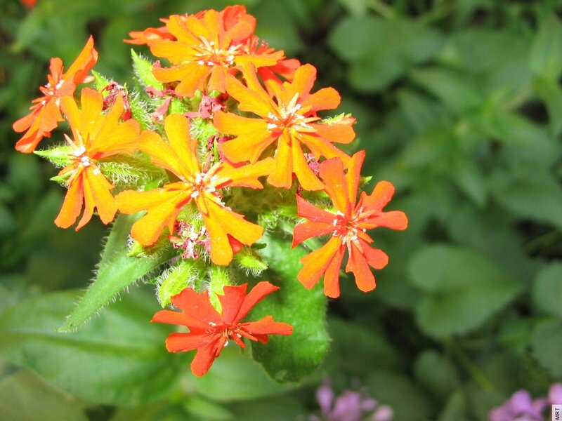 cluster of orange flowers